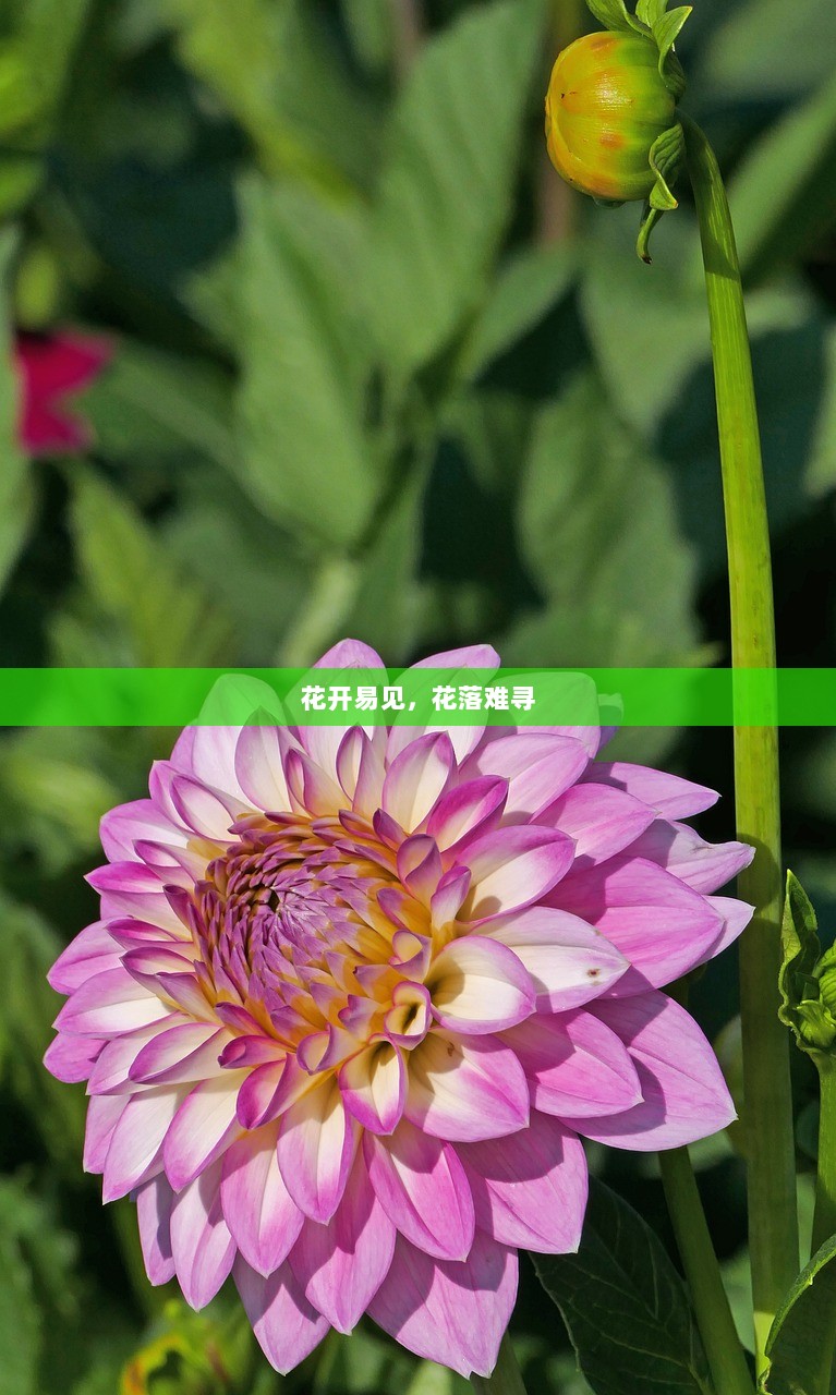 花开易见，花落难寻