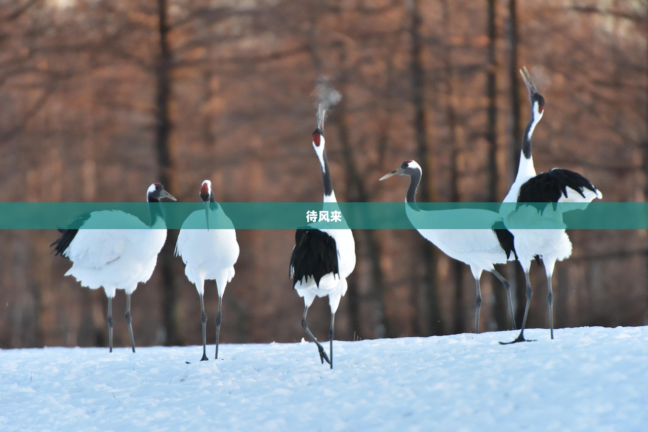 待风来