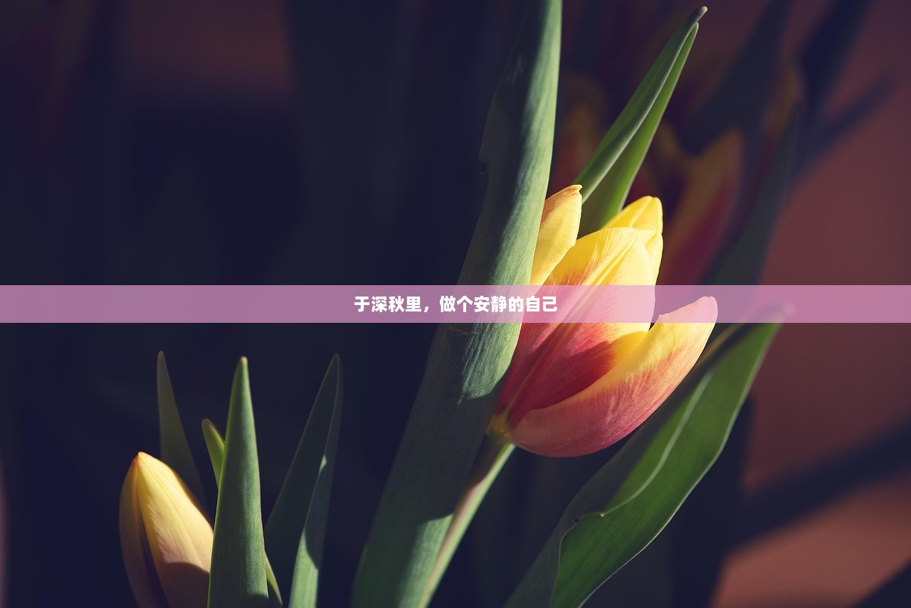 于深秋里，做个安静的自己