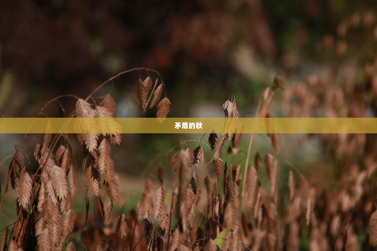 矛盾的秋  第1张