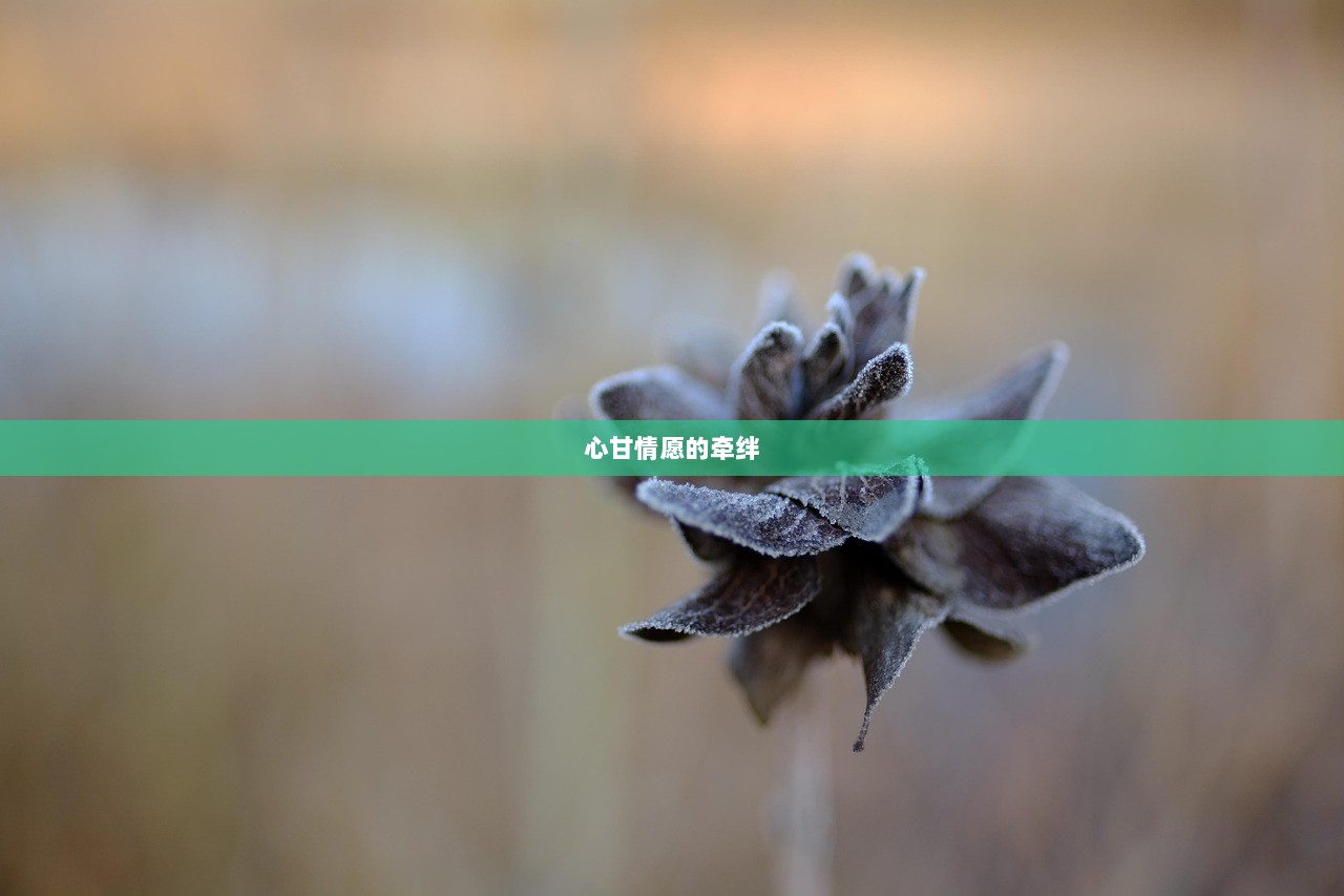 心甘情愿的牵绊