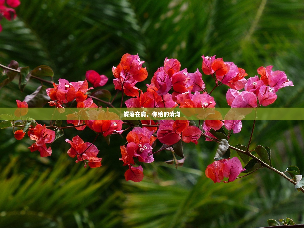 蝶落在肩，你给的清浅