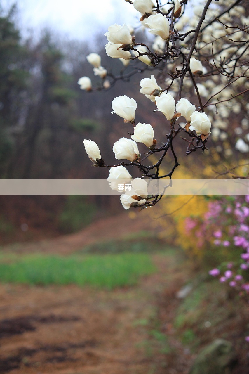 春雨