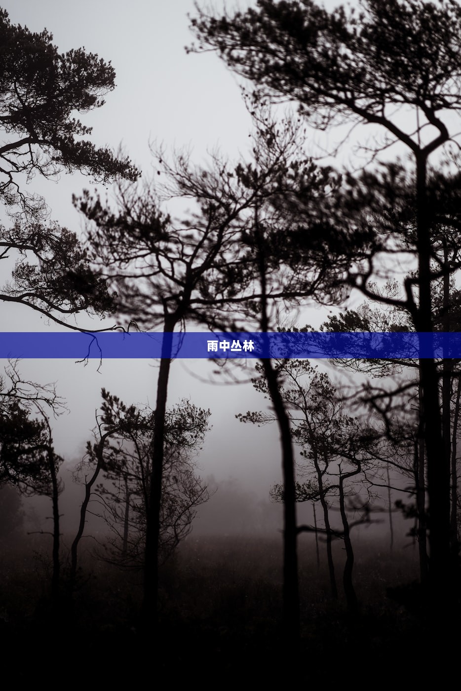 雨中丛林