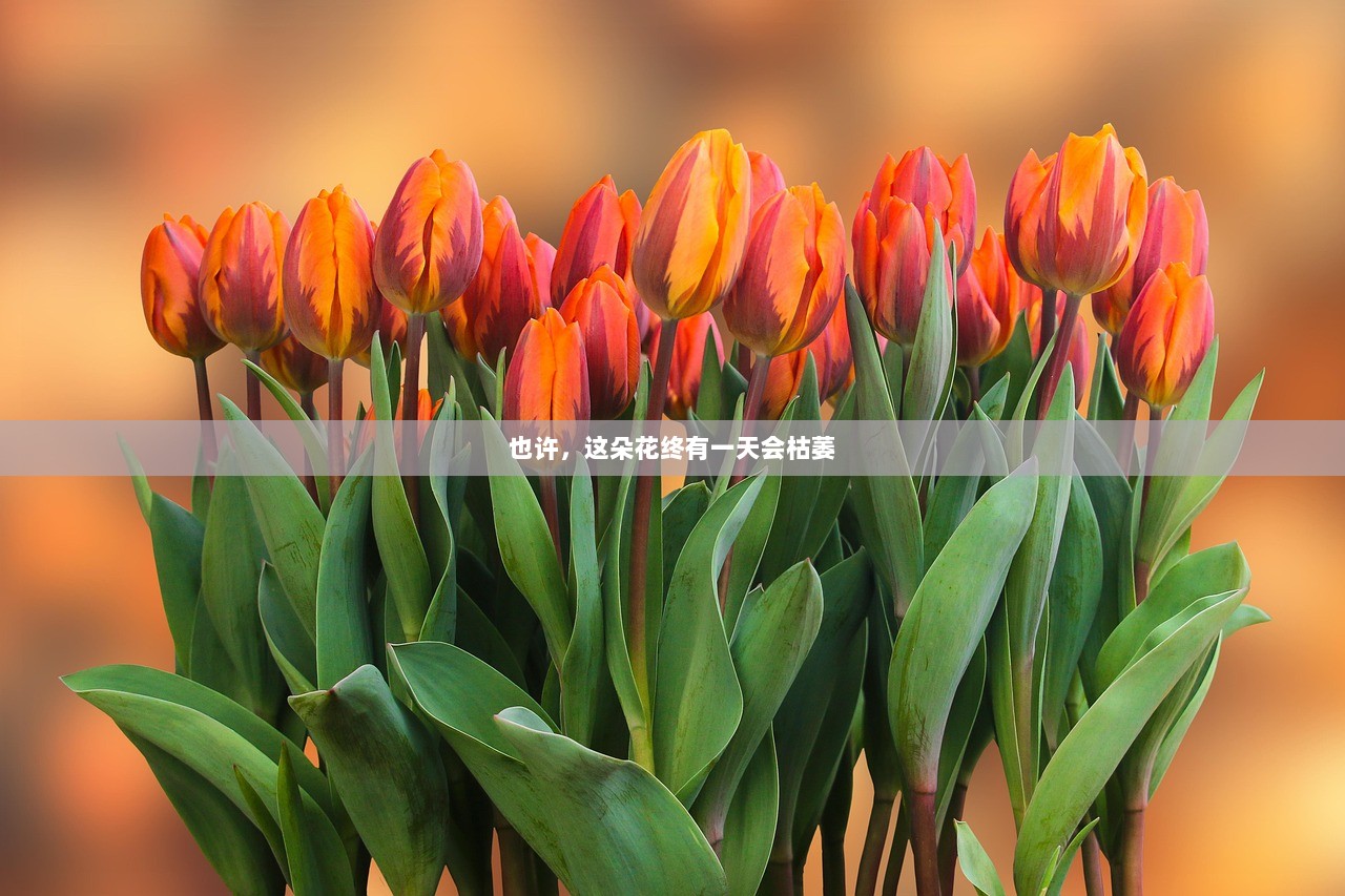 也许，这朵花终有一天会枯萎  第1张