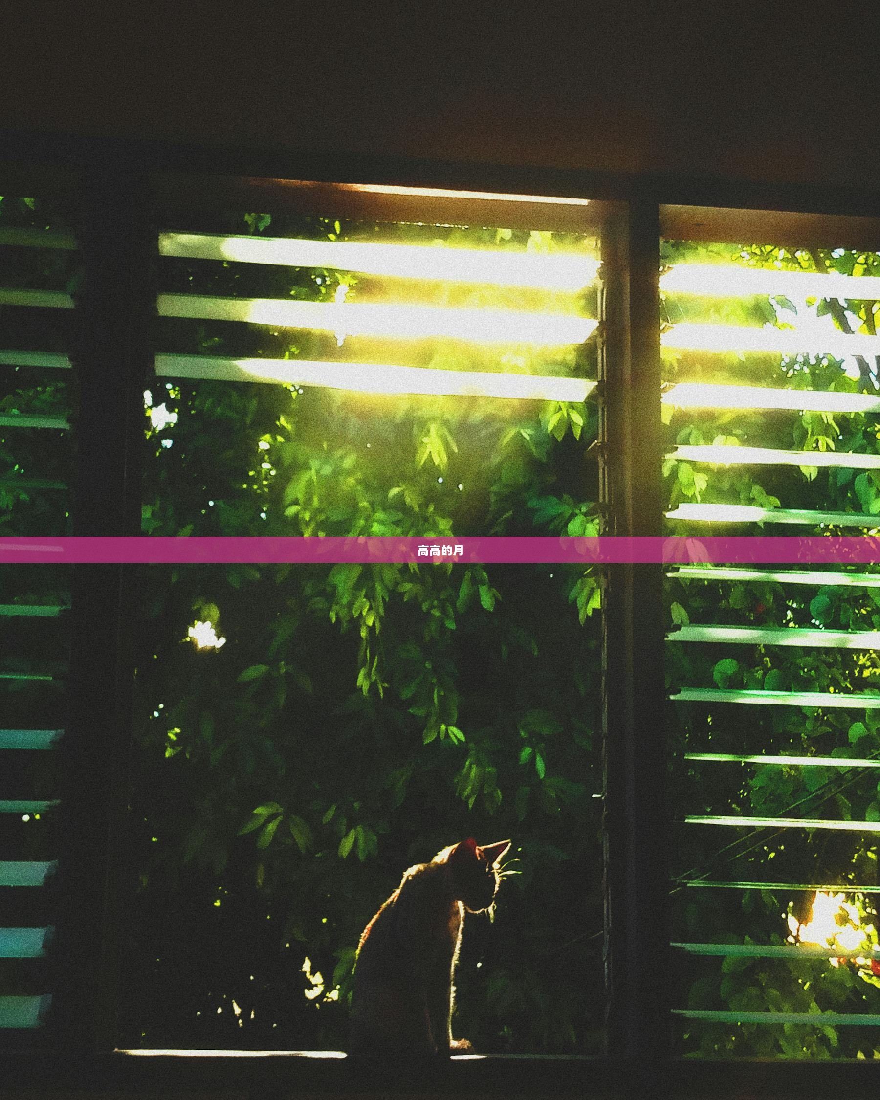 高高的月
