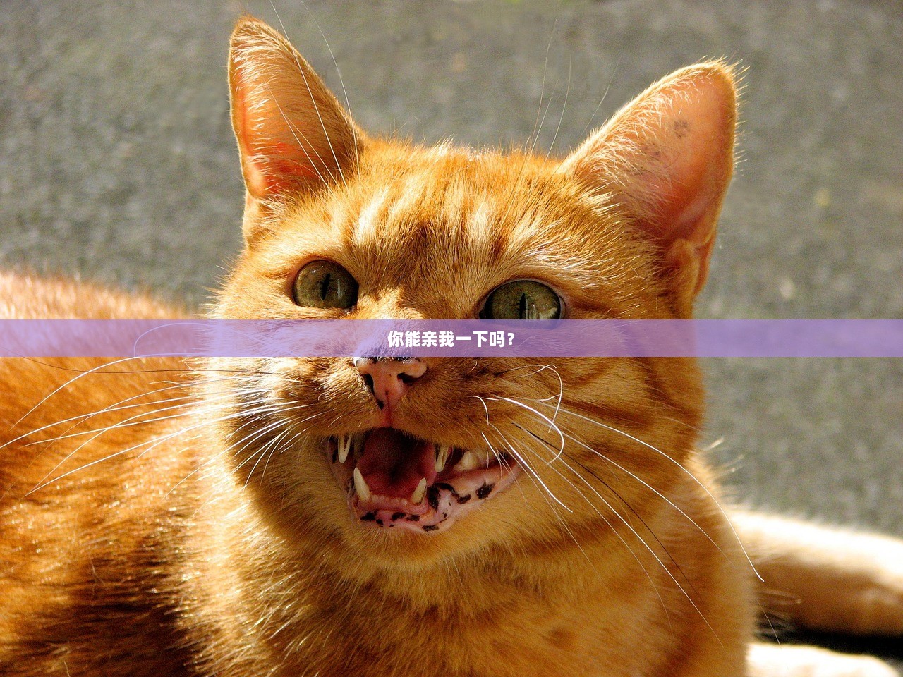 你能亲我一下吗？