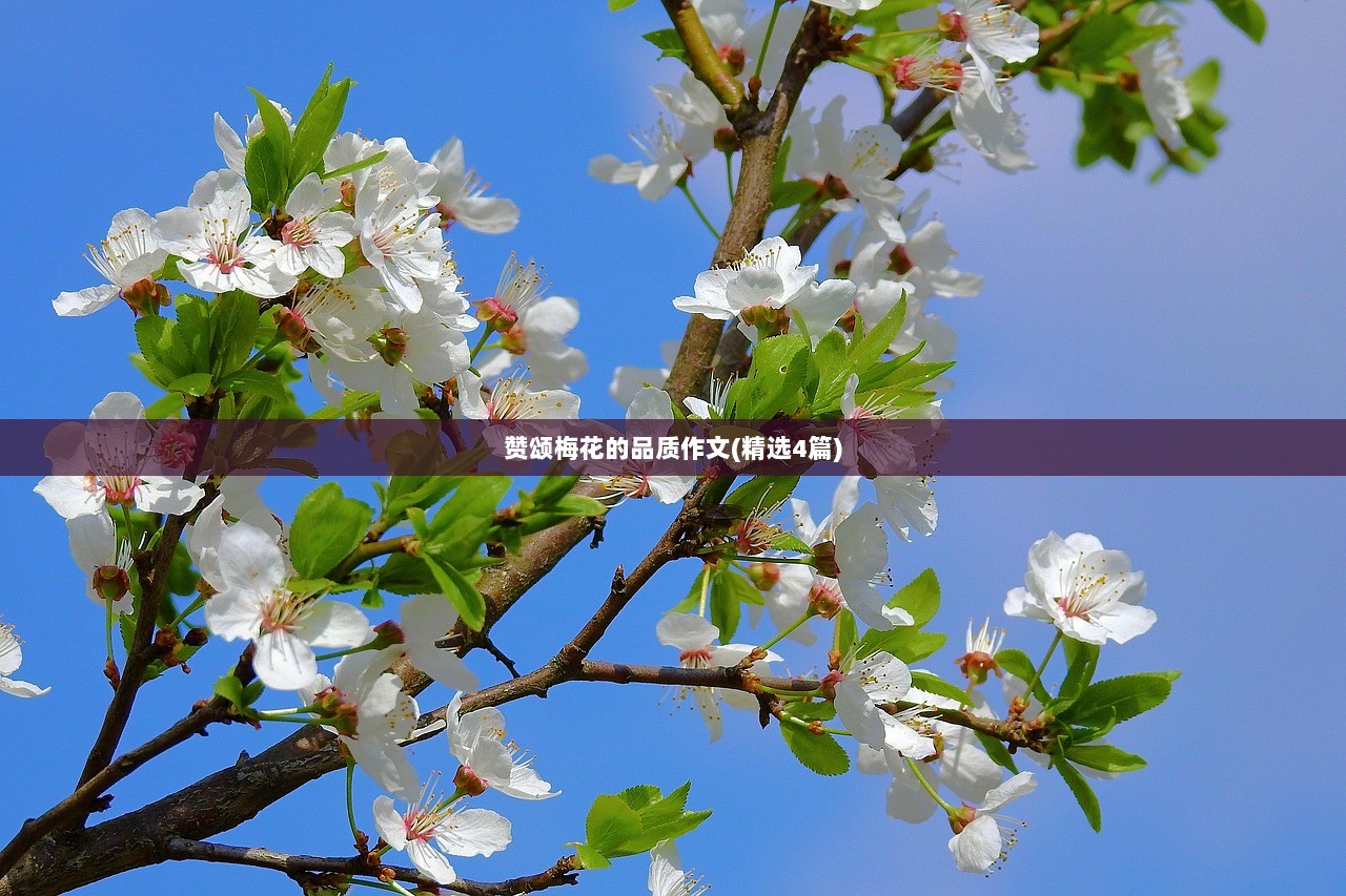 赞颂梅花的品质作文(精选4篇)
