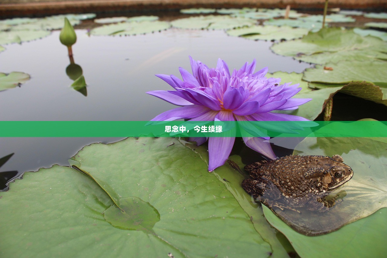 思念中，今生续缘