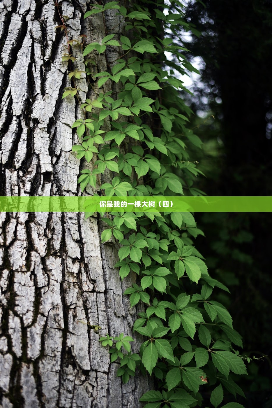 你是我的一棵大树（四）