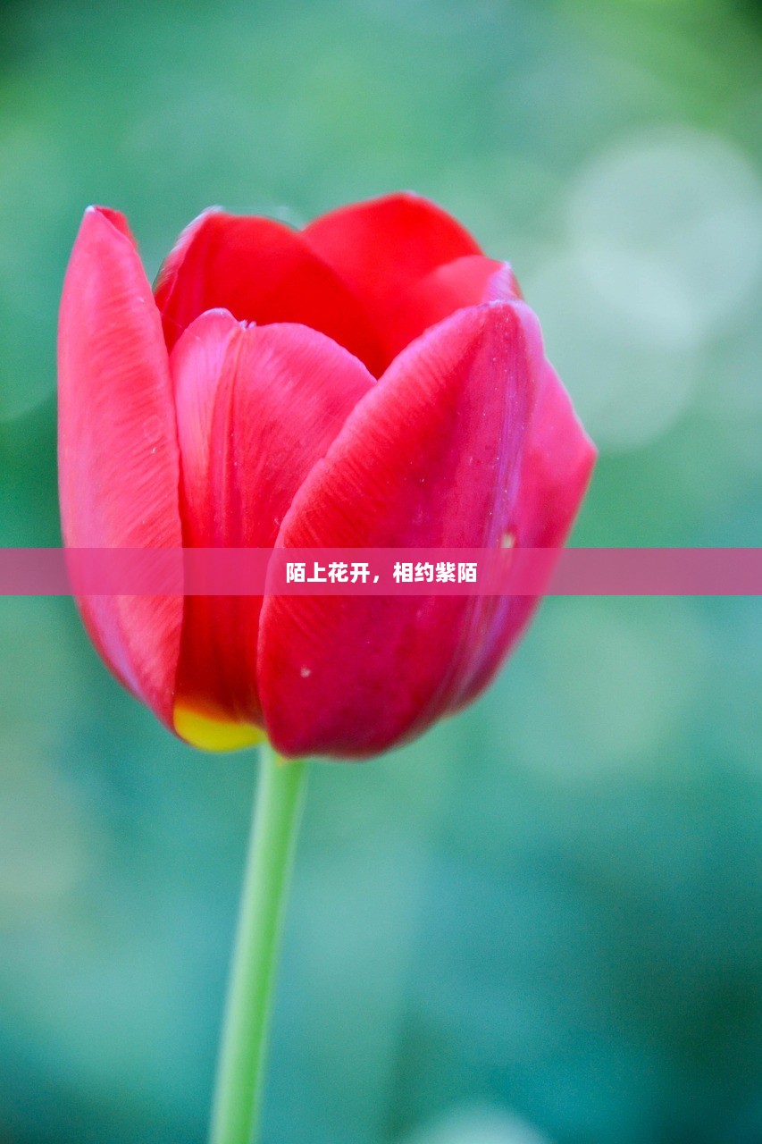 陌上花开，相约紫陌