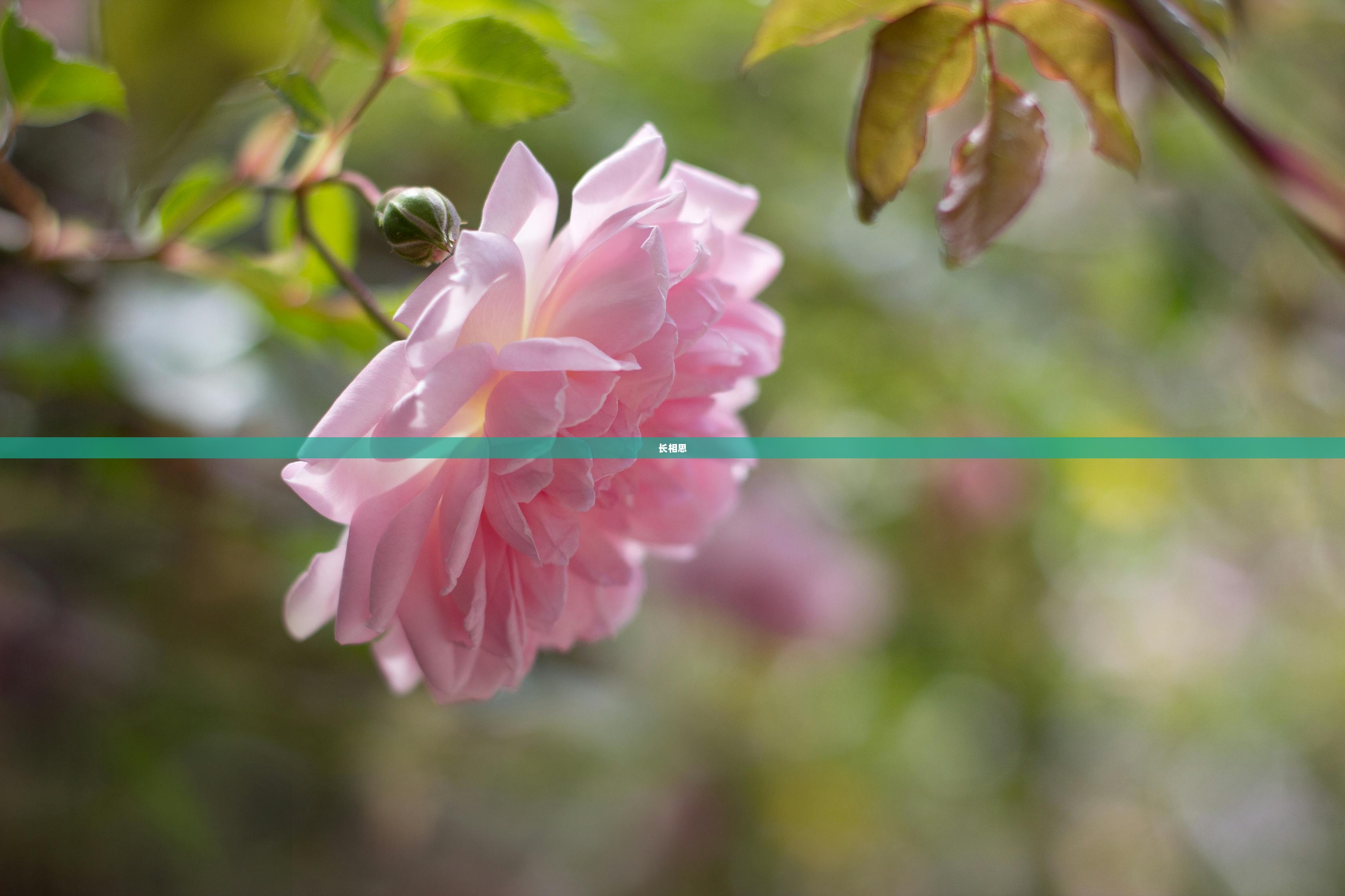 长相思 第1张 长相思 第1张