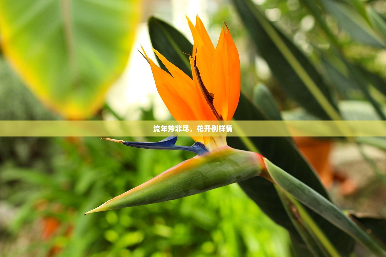 流年芳菲尽，花开别样情