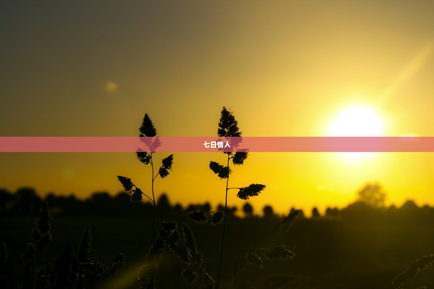 七日情人
