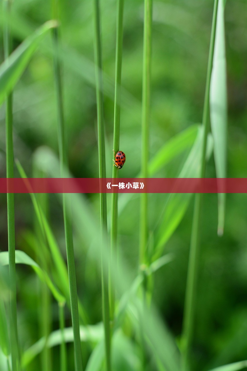 《一株小草》