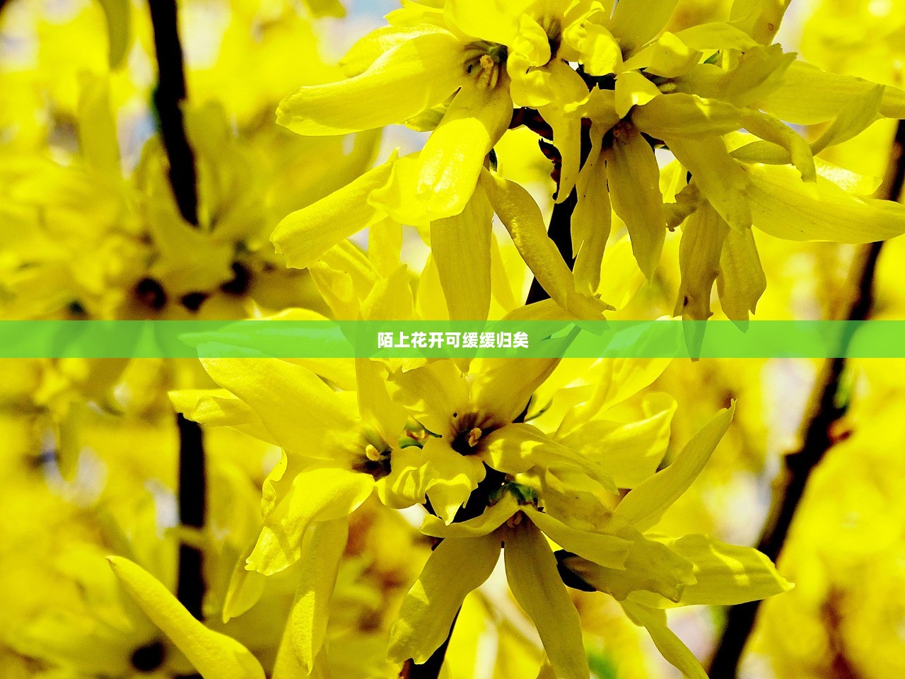 陌上花开可缓缓归矣