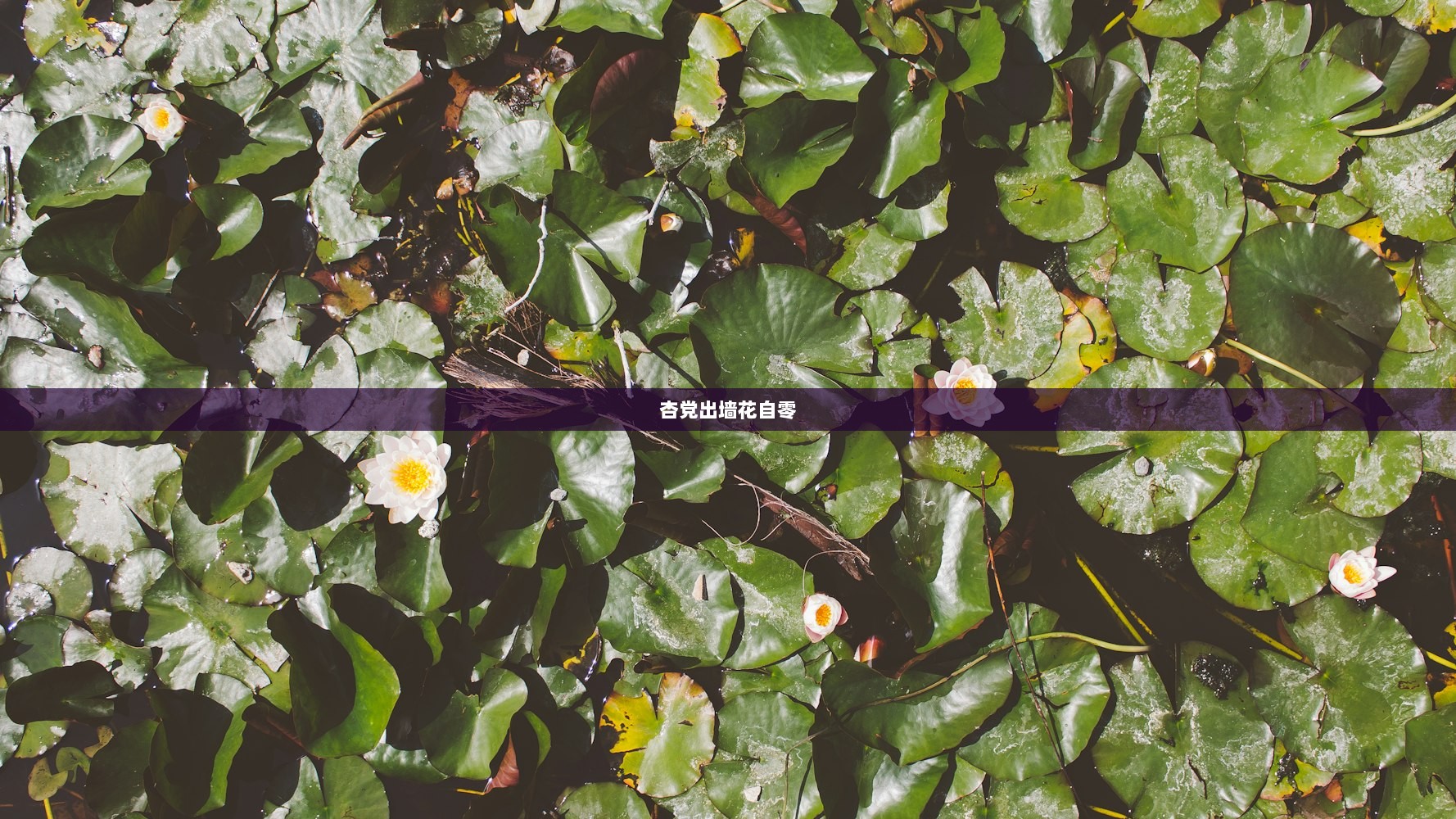 杏党出墙花自零