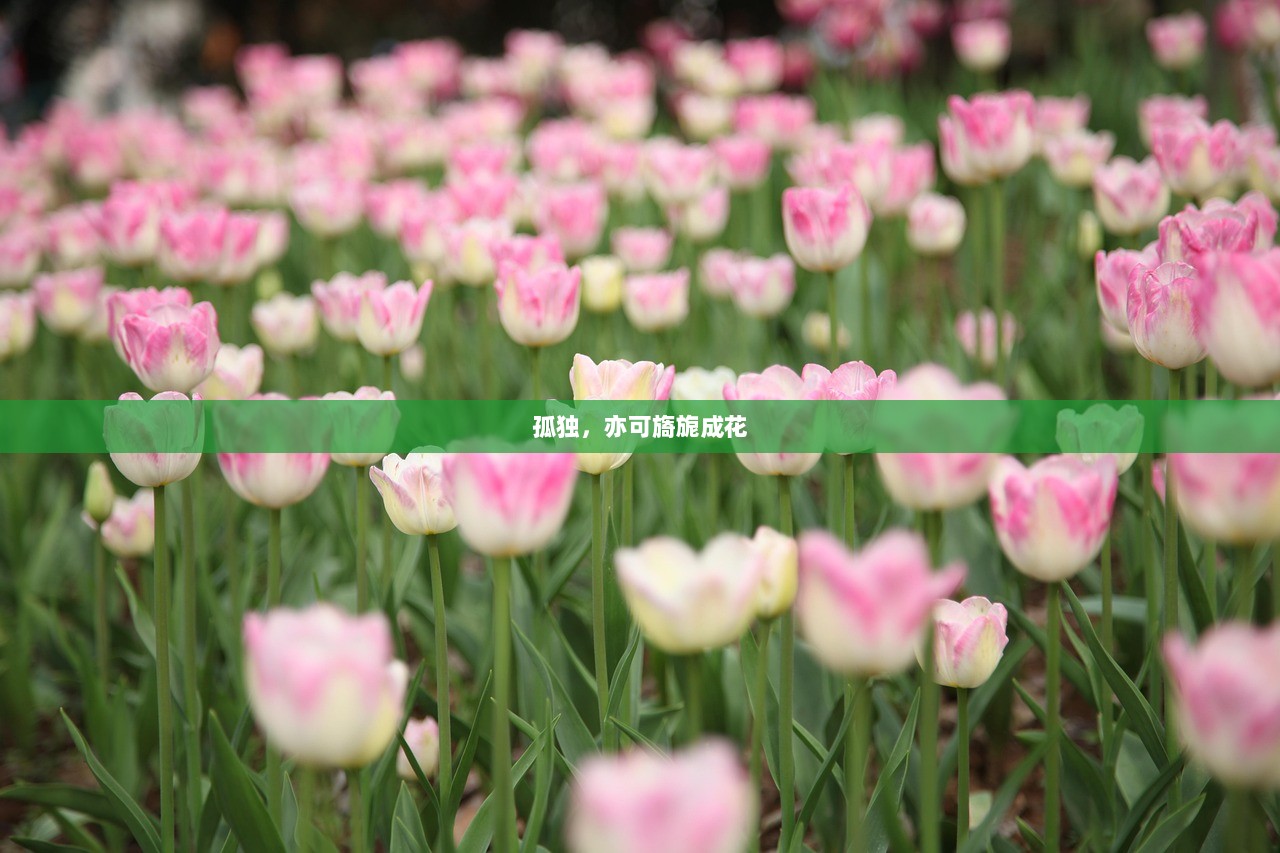 孤独，亦可旖旎成花