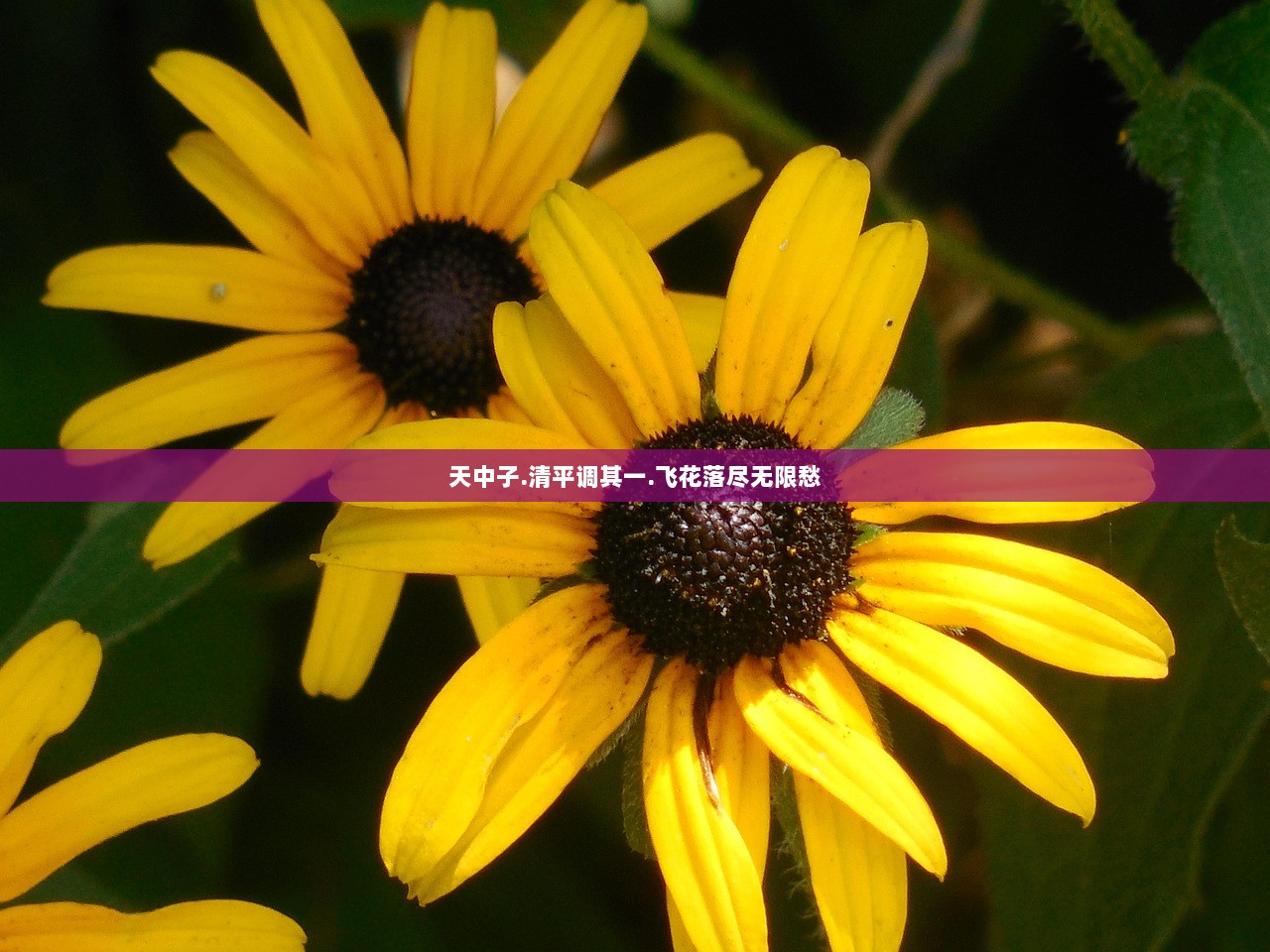 天中子.清平调其一.飞花落尽无限愁