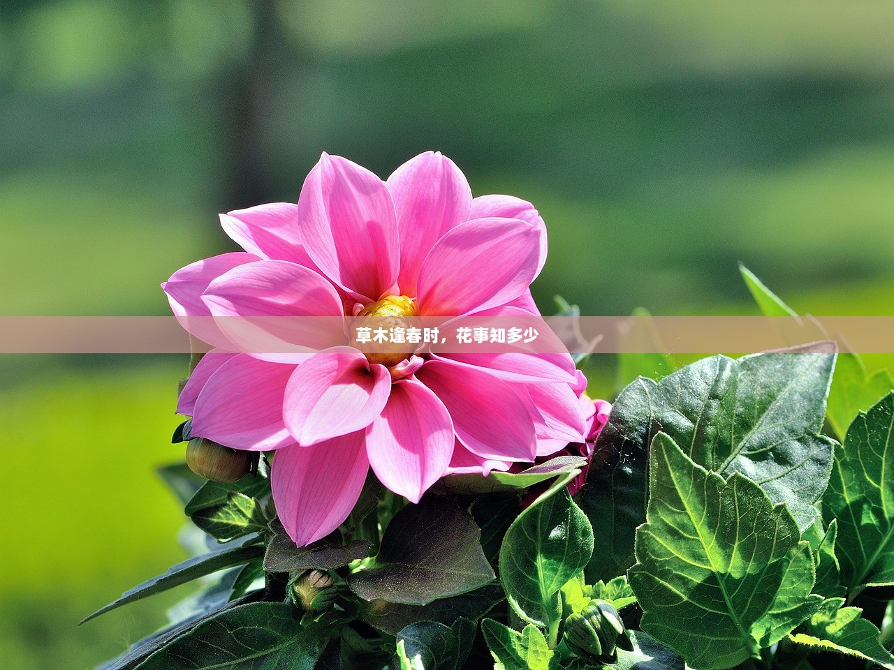 草木逢春时，花事知多少