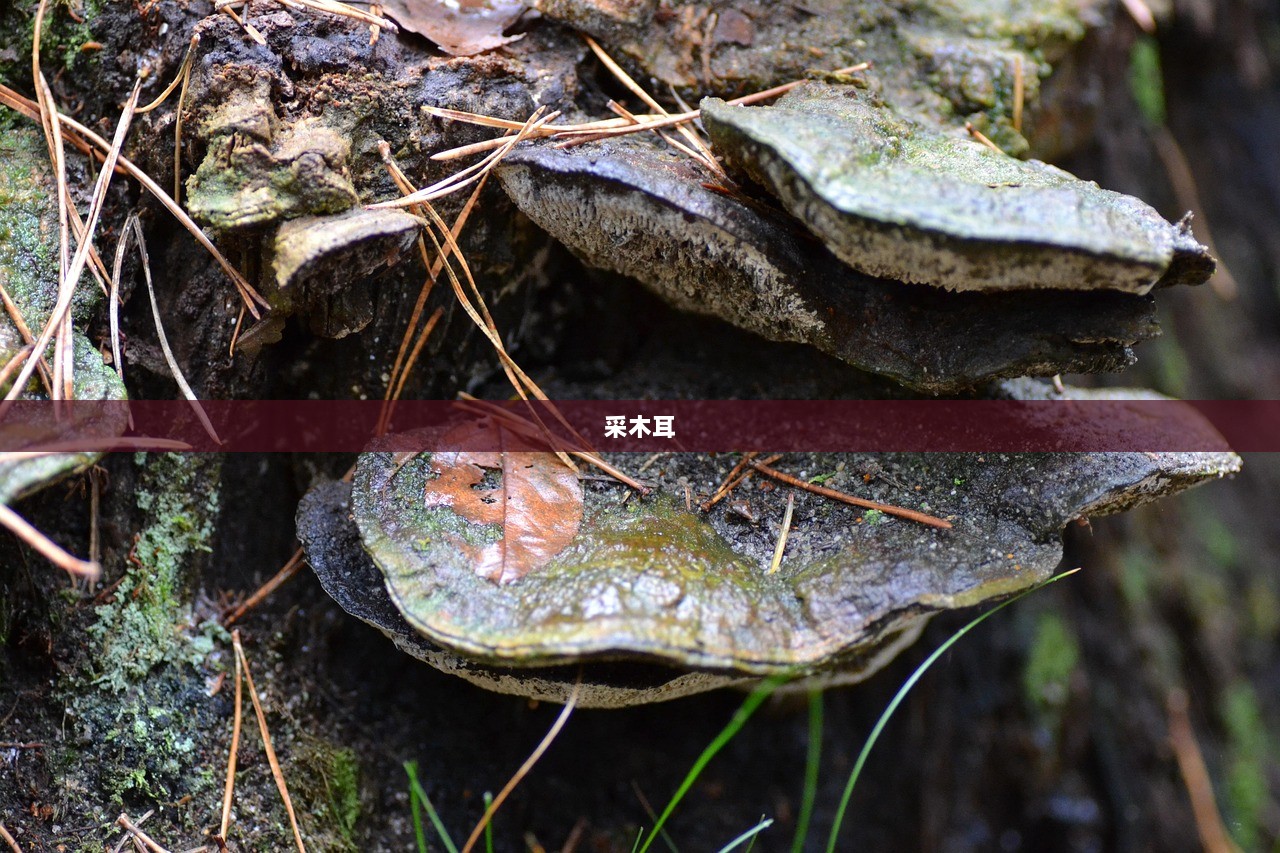 采木耳