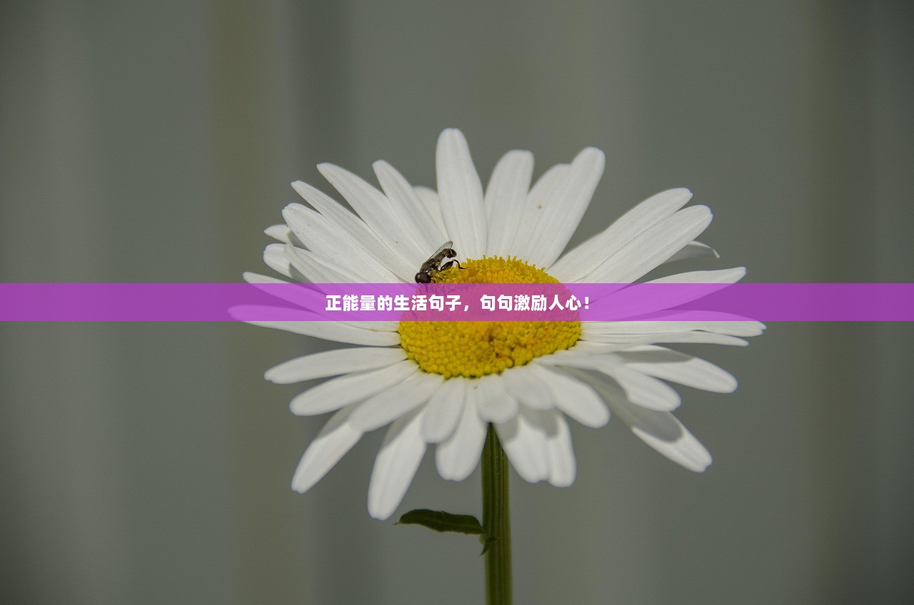 正能量的生活句子，句句激励人心！