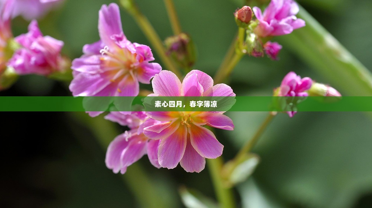 素心四月，春字薄凉