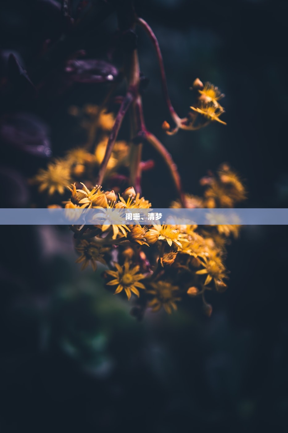 阑珊、清梦