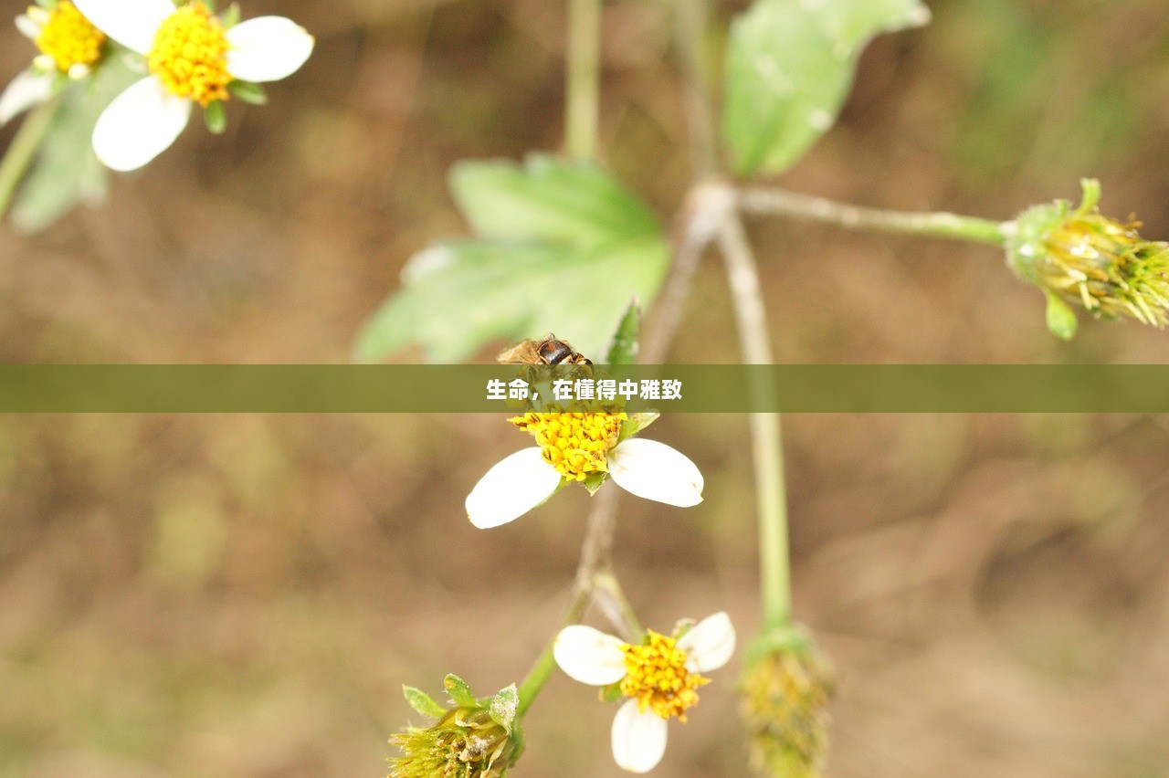 生命，在懂得中雅致