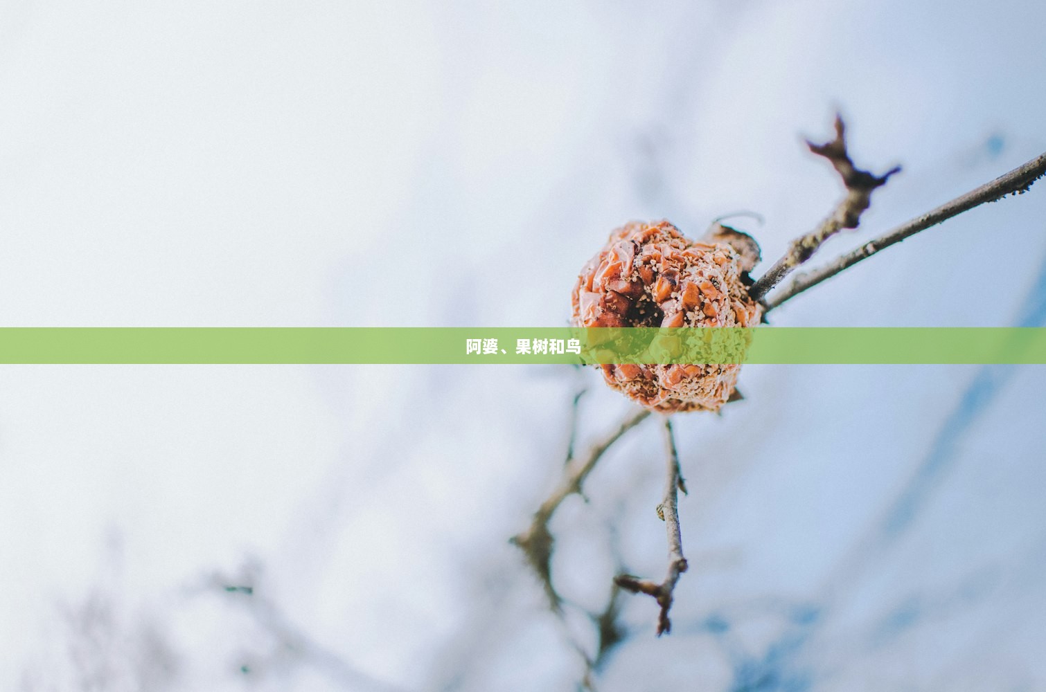 阿婆、果树和鸟