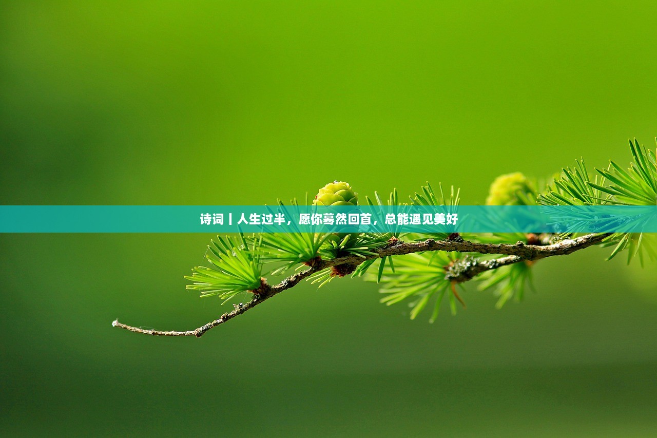 诗词丨人生过半，愿你蓦然回首，总能遇见美好