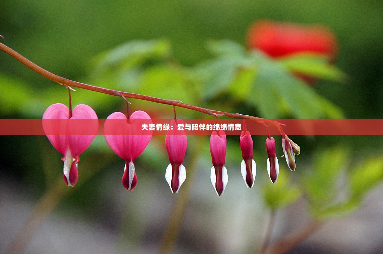 夫妻情缘：爱与陪伴的绵绵情意