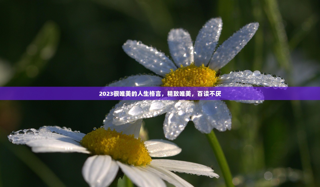 2023很唯美的人生格言，精致唯美，百读不厌