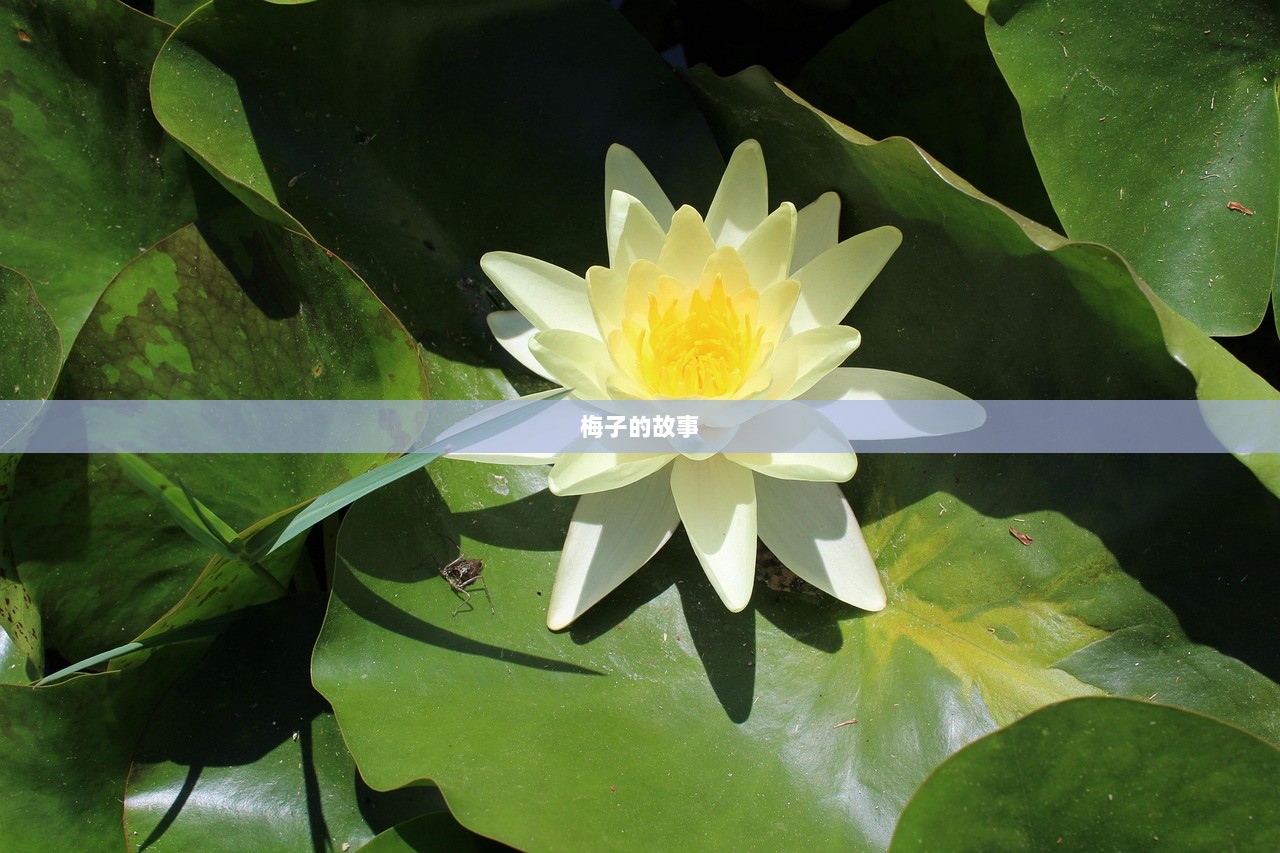 梅子的故事