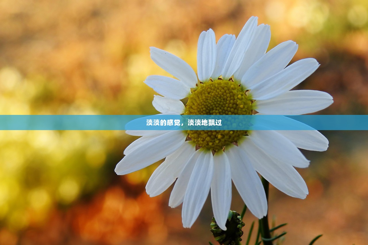 淡淡的感觉，淡淡地飘过