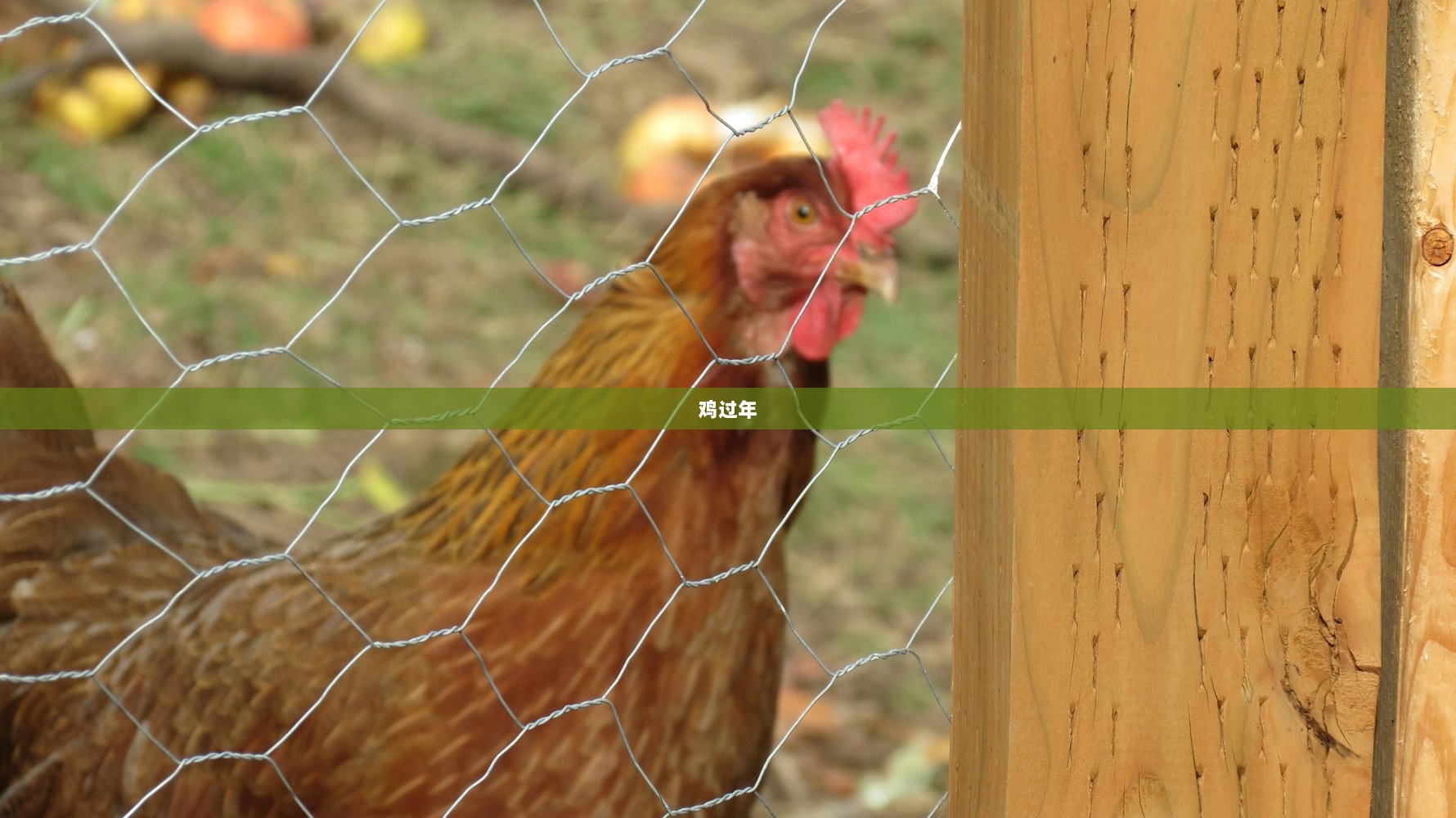 鸡过年