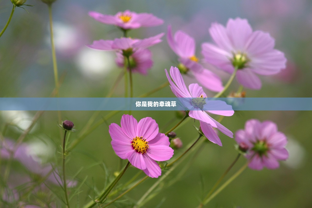 你是我的牵魂草