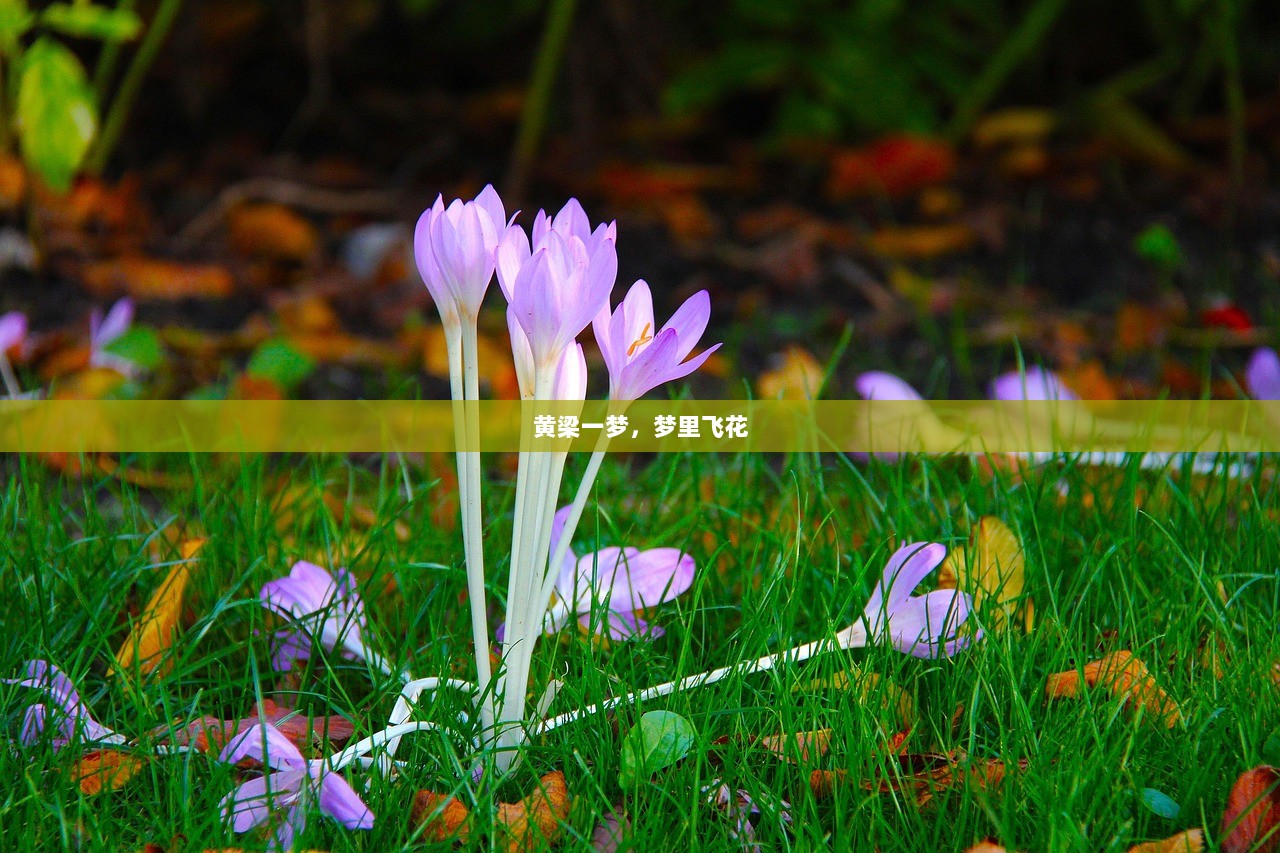 黄梁一梦，梦里飞花