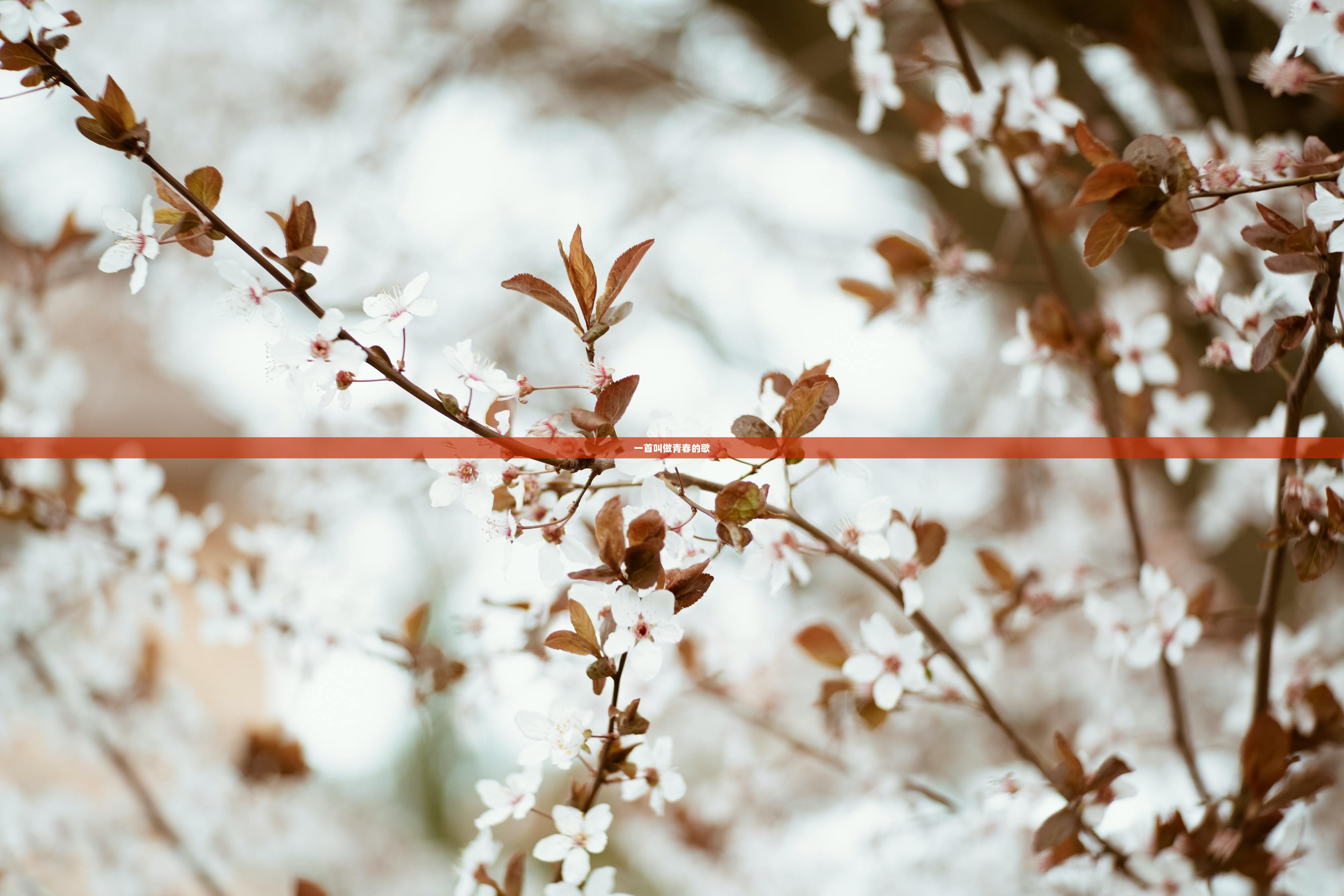 一首叫做青春的歌 第1张 一首叫做青春的歌 第1张