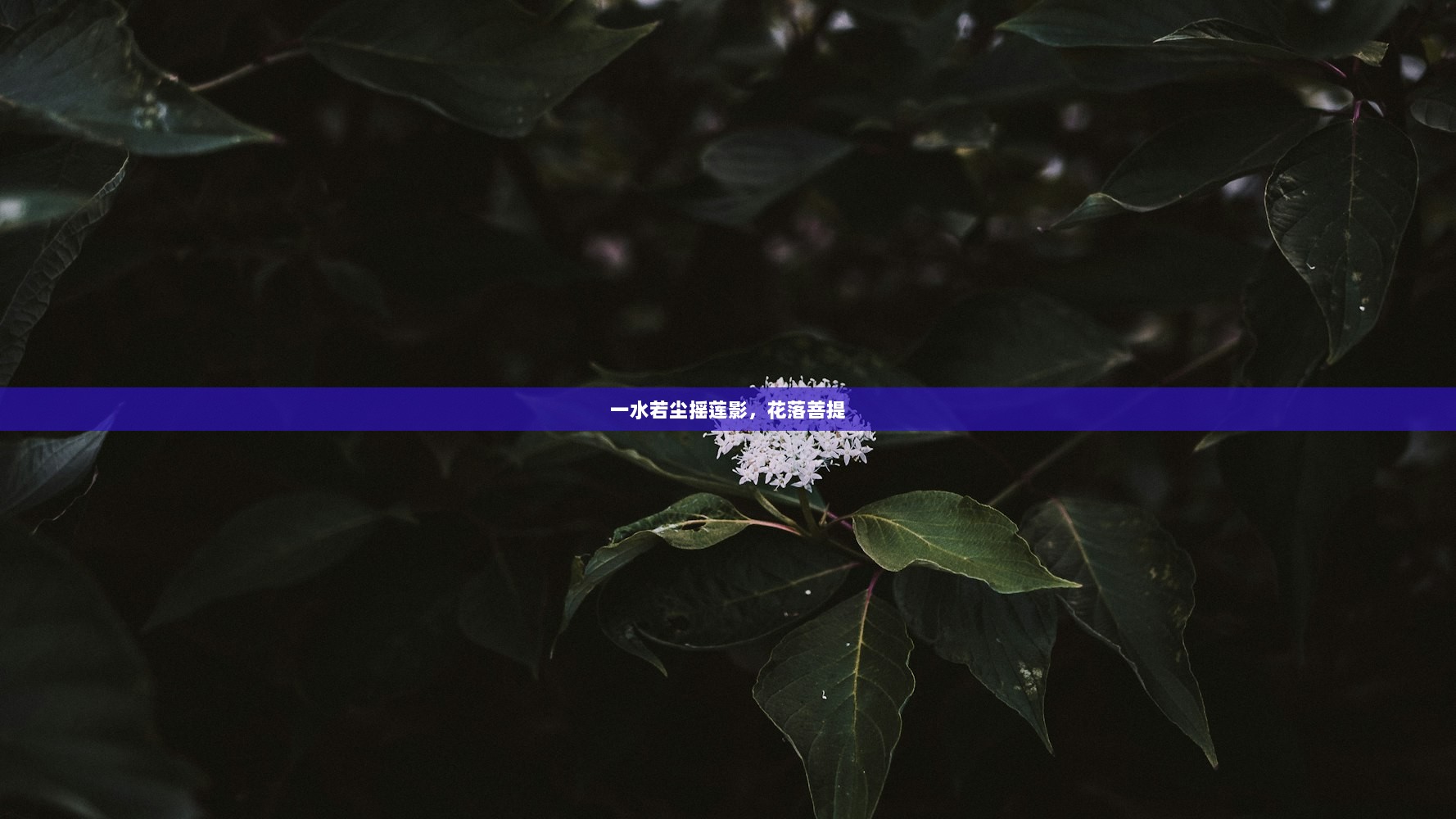 一水若尘摇莲影，花落菩提