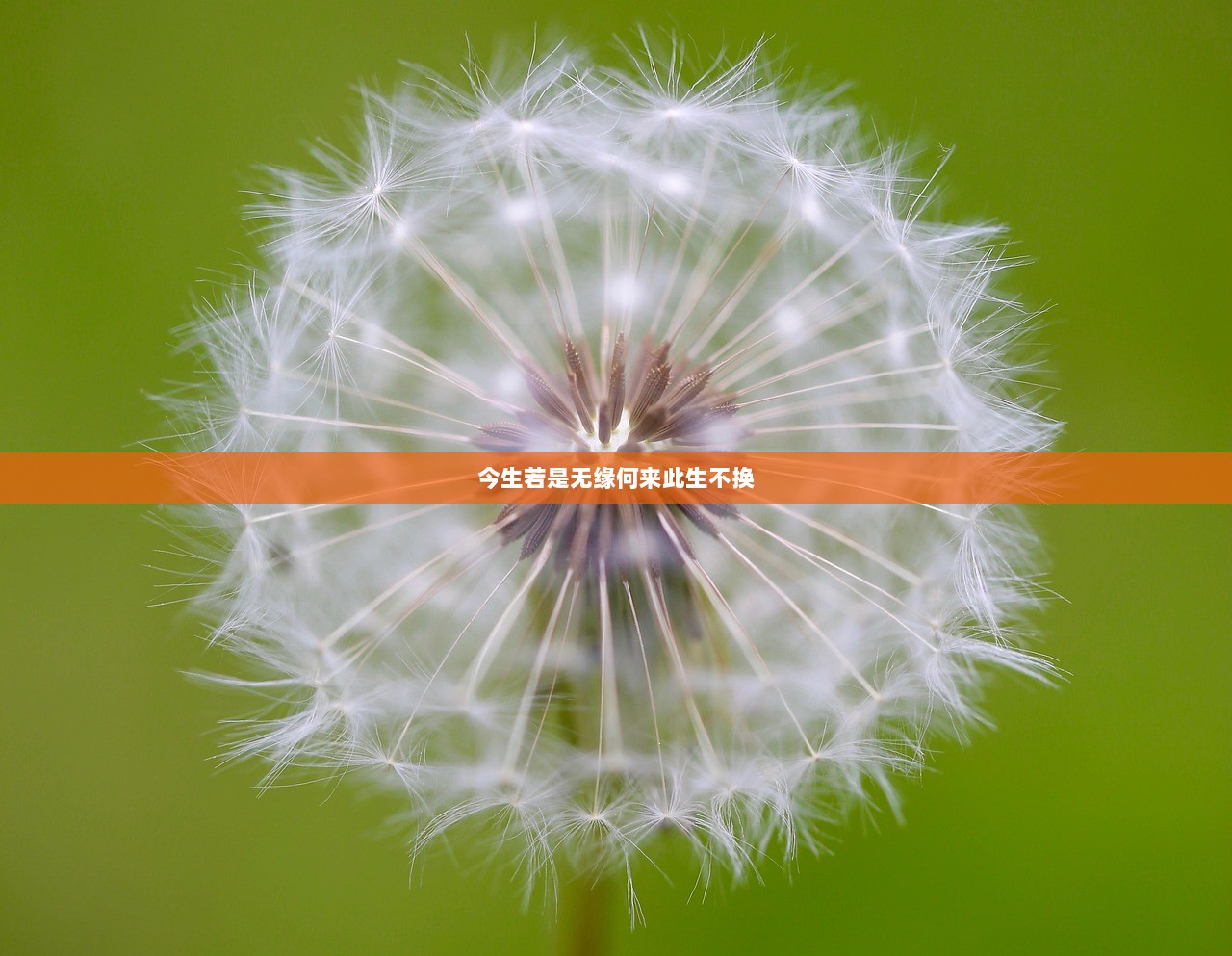 今生若是无缘何来此生不换