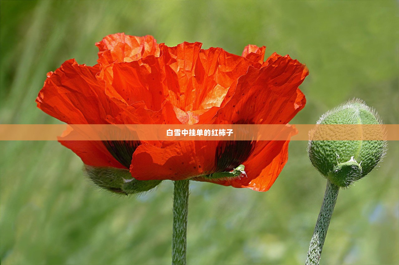 白雪中挂单的红柿子