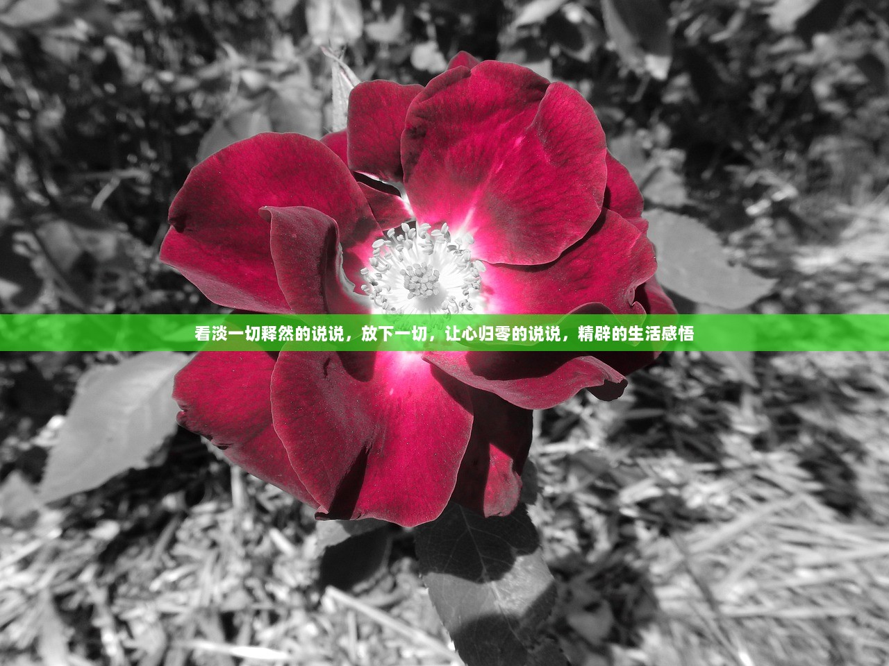 看淡一切释然的说说，放下一切，让心归零的说说，精辟的生活感悟