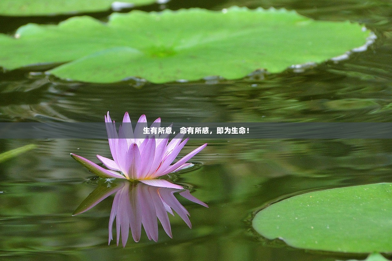 生有所意，命有所感，即为生命！