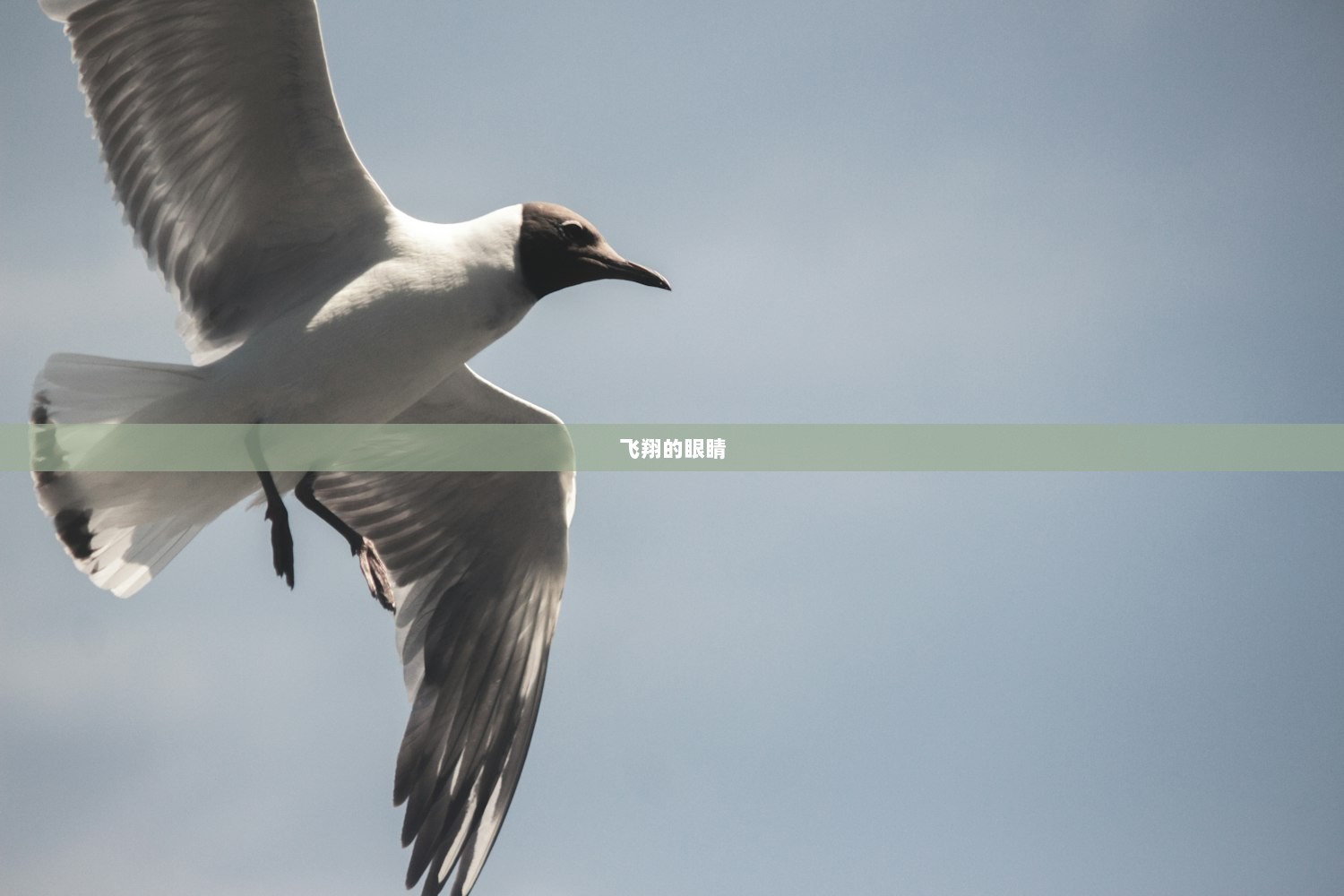 飞翔的眼睛