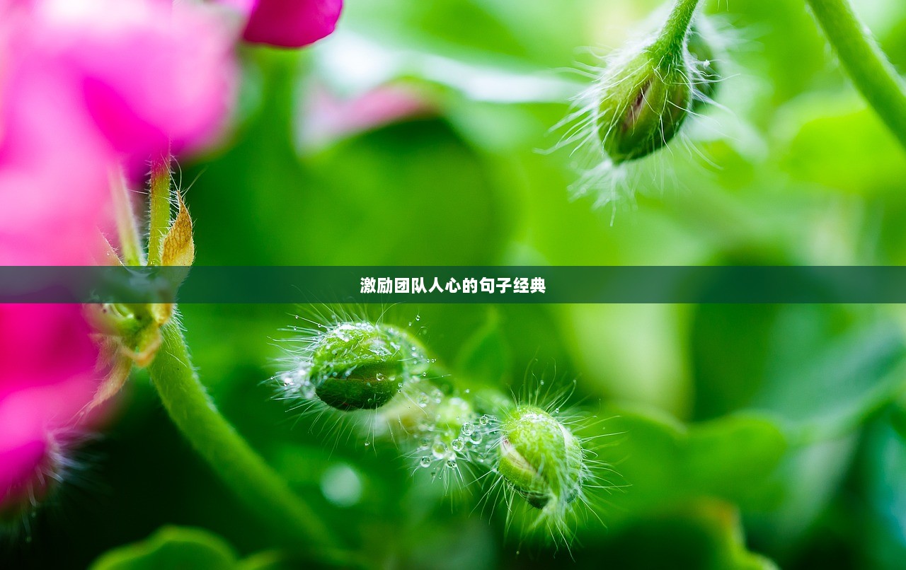 激励团队人心的句子经典