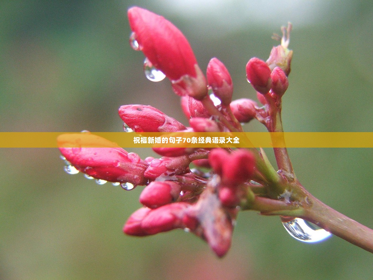 祝福新婚的句子70条经典语录大全