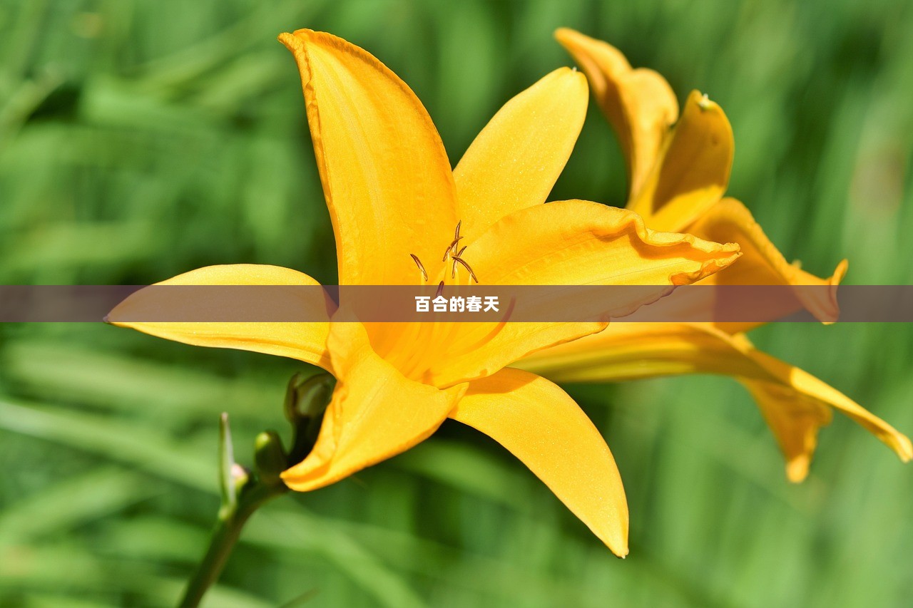 百合的春天
