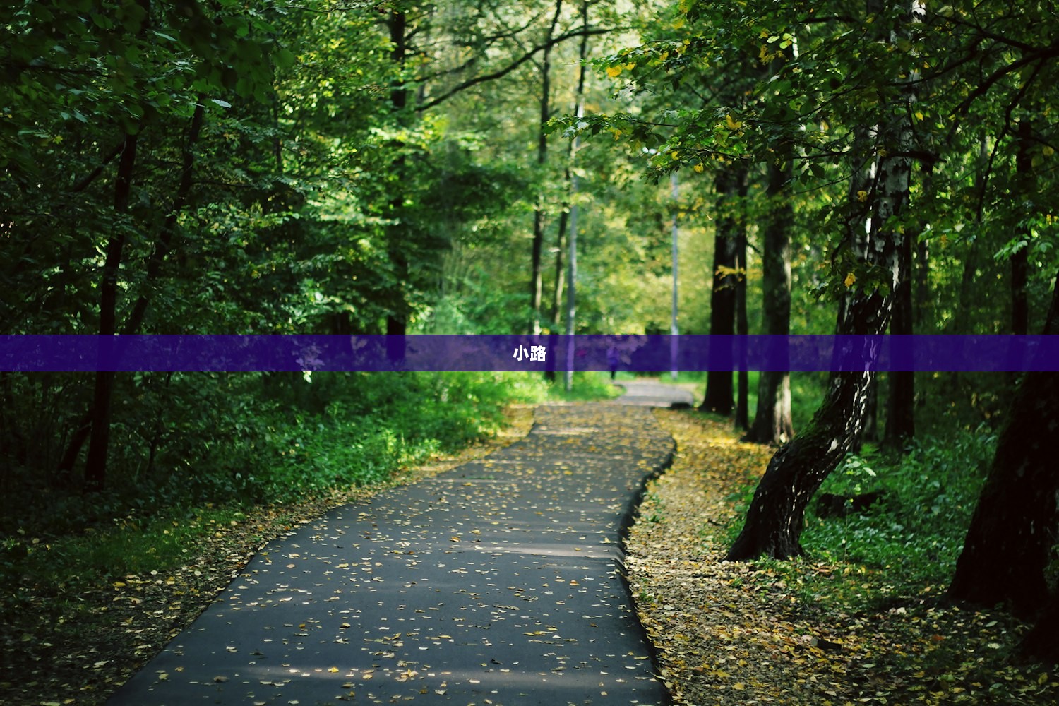 小路  第1张