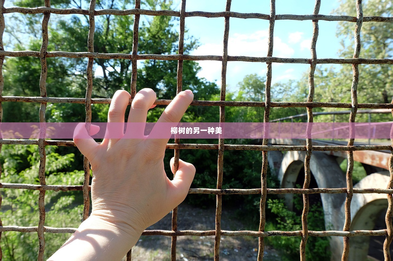 柳树的另一种美